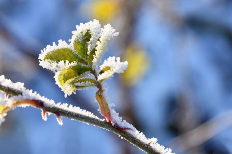 Frost Covered Tree Branch