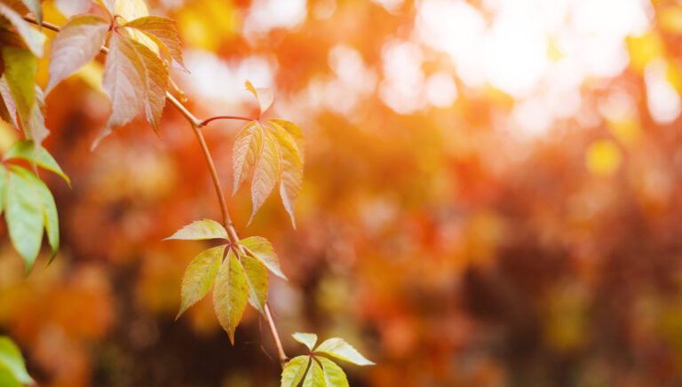 Autumn background design with colorful red and yellow leaves of the bindweed plant with blurred free space sun glare ray